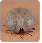 A fully engorged adult female Lone Star tick