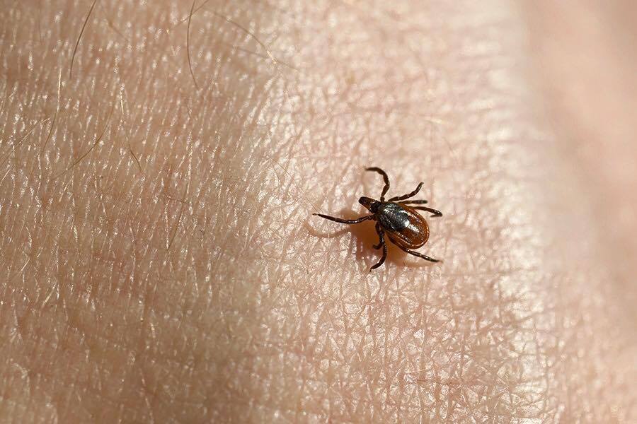 black legged tick nymph identification