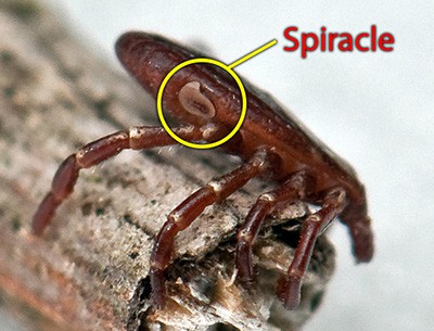 American Dog Tick - Spiracle