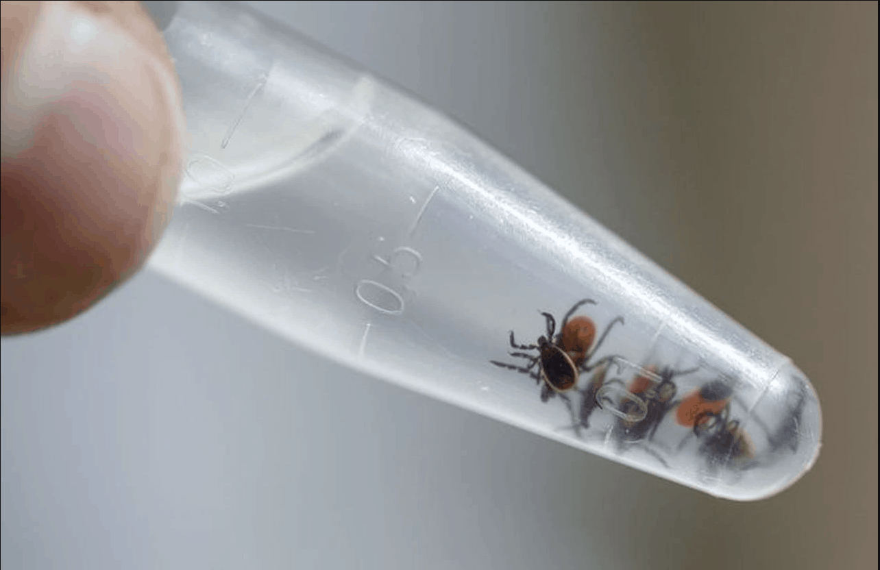 Testing Deer Ticks for Lyme Disease
