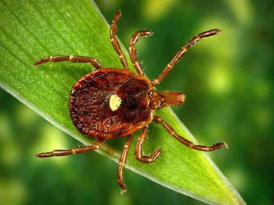 Southern Tick Associated Rash Illness (STARI) | TickSafety