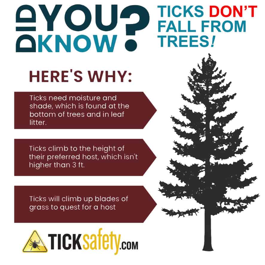 Ticks Don't Fall Out of Trees