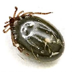 Tick with White Spot on Underside