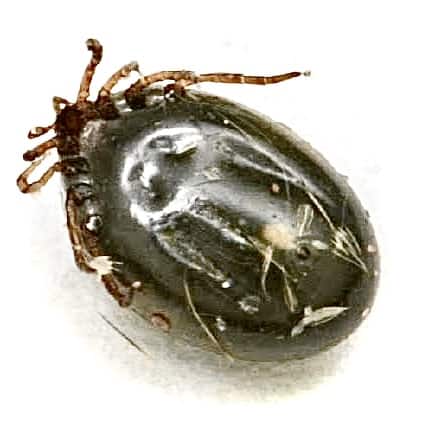 tick with black and white stripes