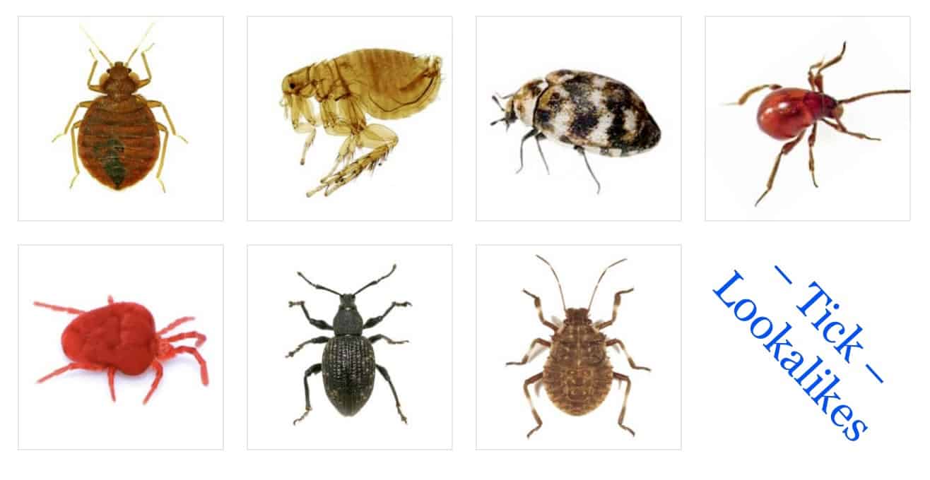 ticks with brown shell