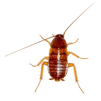 Cockroach Nymph