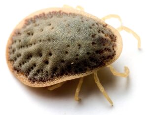 Soft Ticks Argasidae 101 A Free Resource TickSafety
