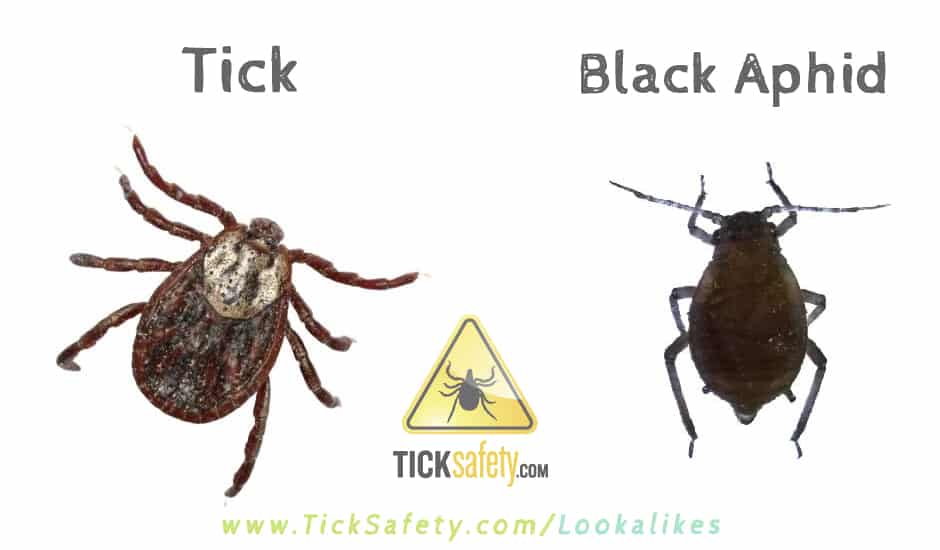 Lookalikes — Tick vs Black Aphid