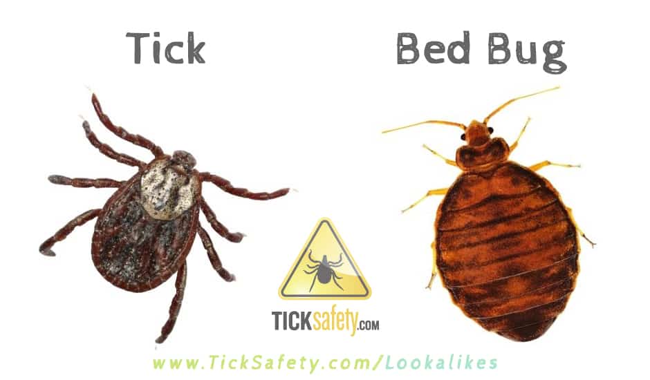 Lookalikes — Tick vs Bed Bug
