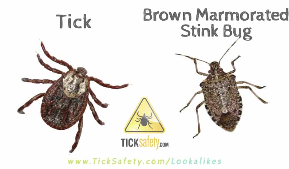 Lookalikes — Tick vs Brown Marmorated Stink Bug