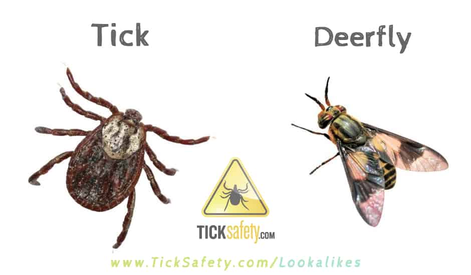 Lookalikes — Tick vs Deer Fly