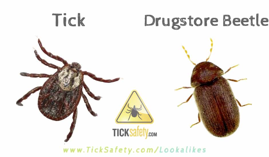 Lookalikes — Tick vs Drugstore Beetle