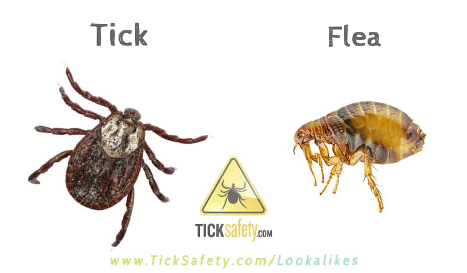 Lookalikes — Tick vs Flea