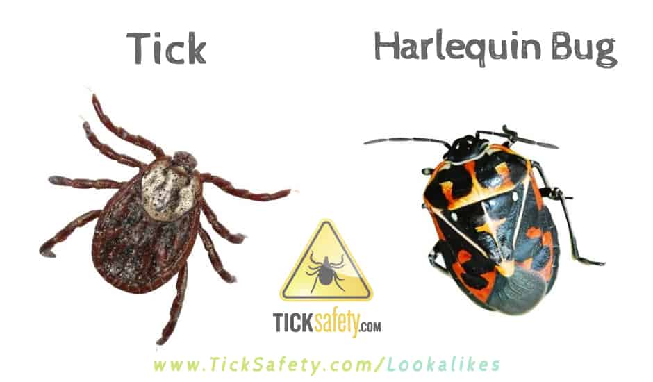 Lookalikes — Tick vs Harlequin Bug