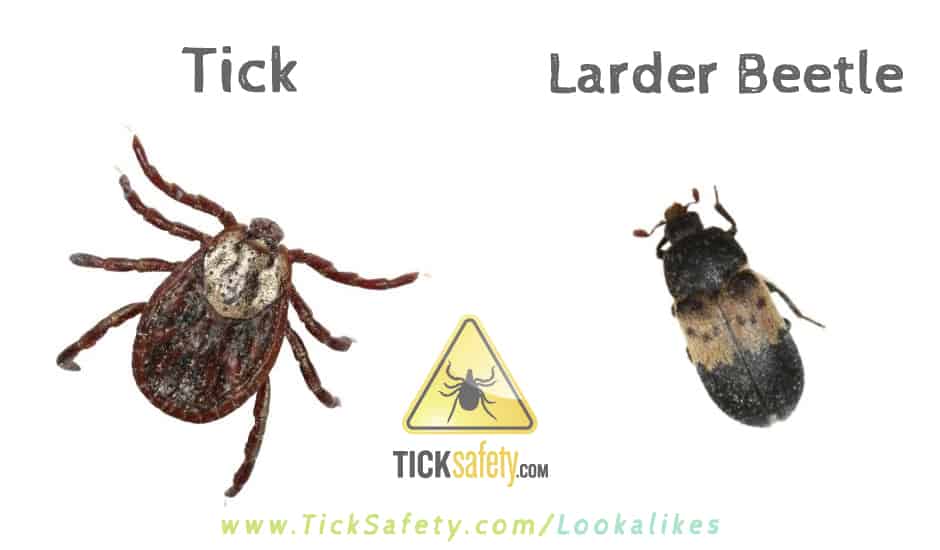 Lookalikes — Tick vs Larder Beetle
