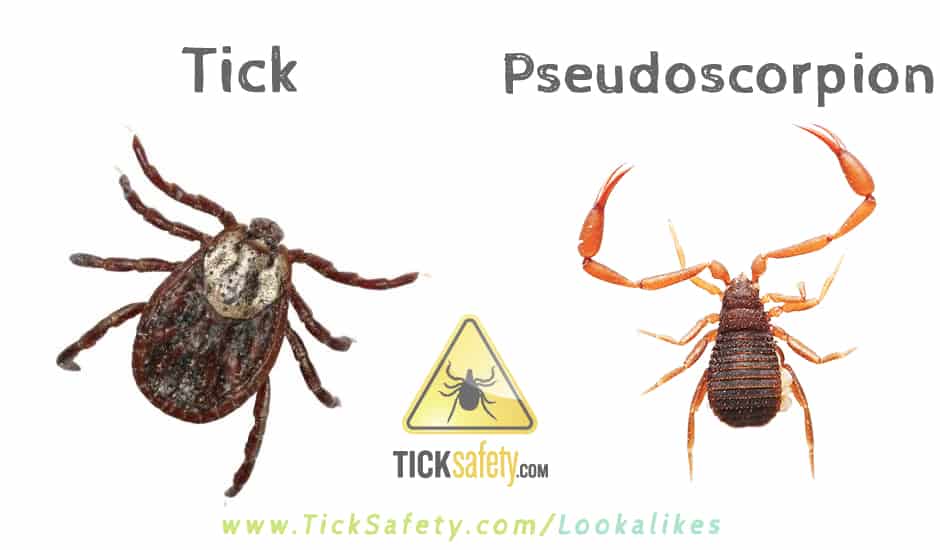 Lookalikes — Tick vs Pseudoscorpion