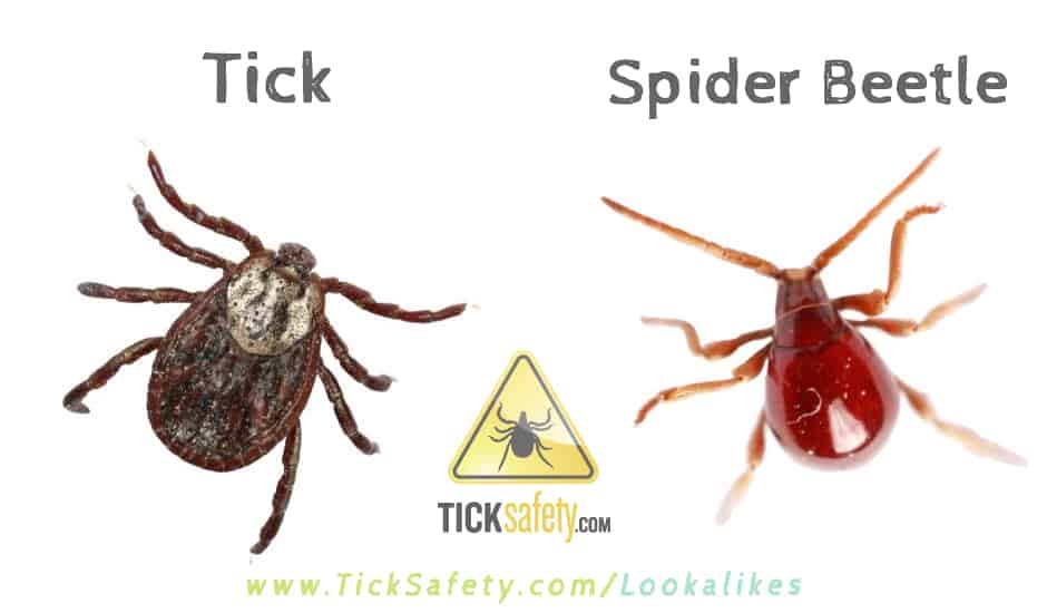 Lookalikes — Tick vs Spider Beetle