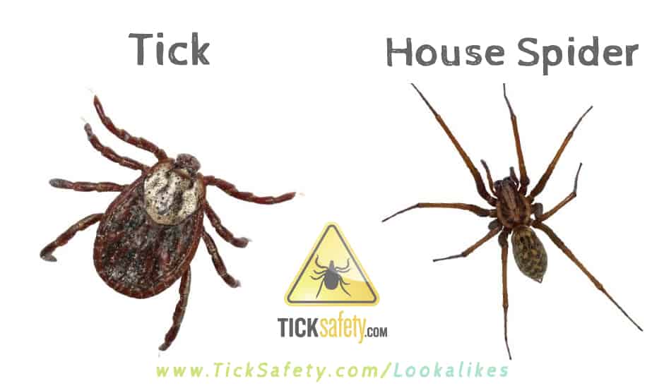 Lookalikes — Tick vs House Spiders