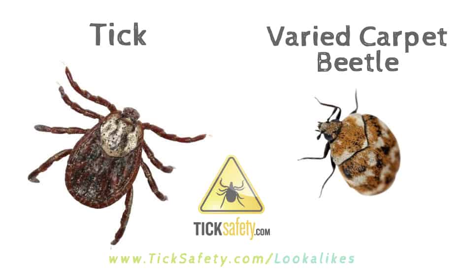 Lookalikes — Tick vs Varied Carpet Beetle