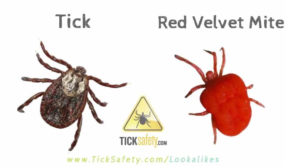Lookalikes — Tick vs Red Velvet Mite