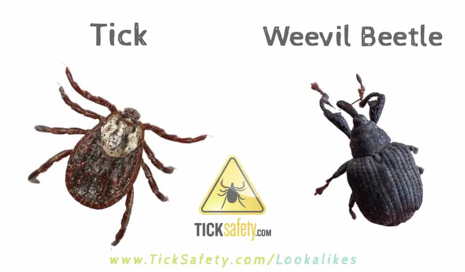Lookalikes — Tick vs Black Weevil Beetle