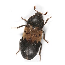Larder Skin Beetle