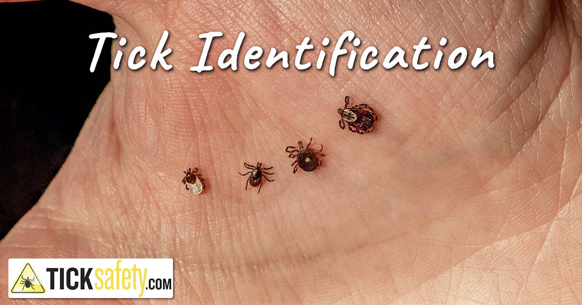 massachusetts tick identification