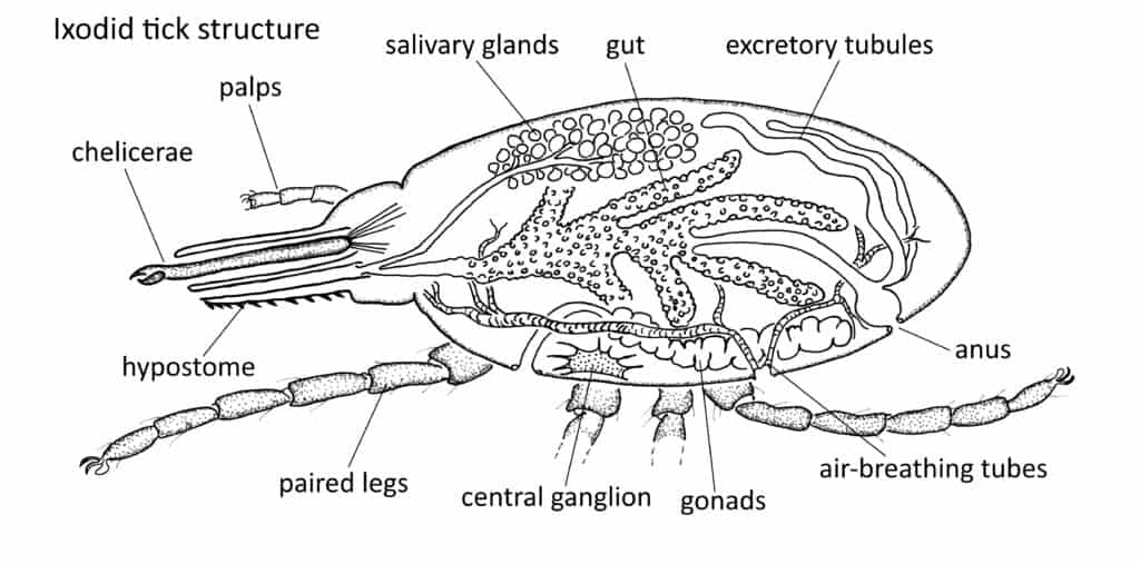 Deer Tick - Anatomy Diagram