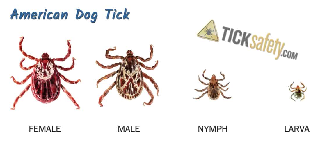 Tick ID -- American Dog Tick