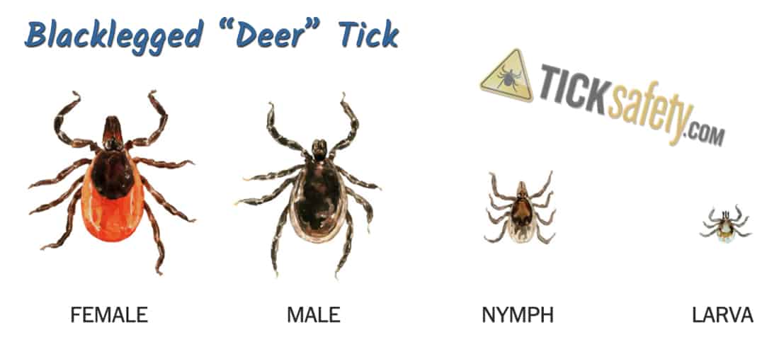Tick ID -- Blacklegged Deer Tick