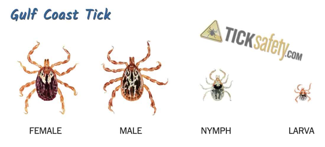 Tick ID -- Gulf Coast Tick
