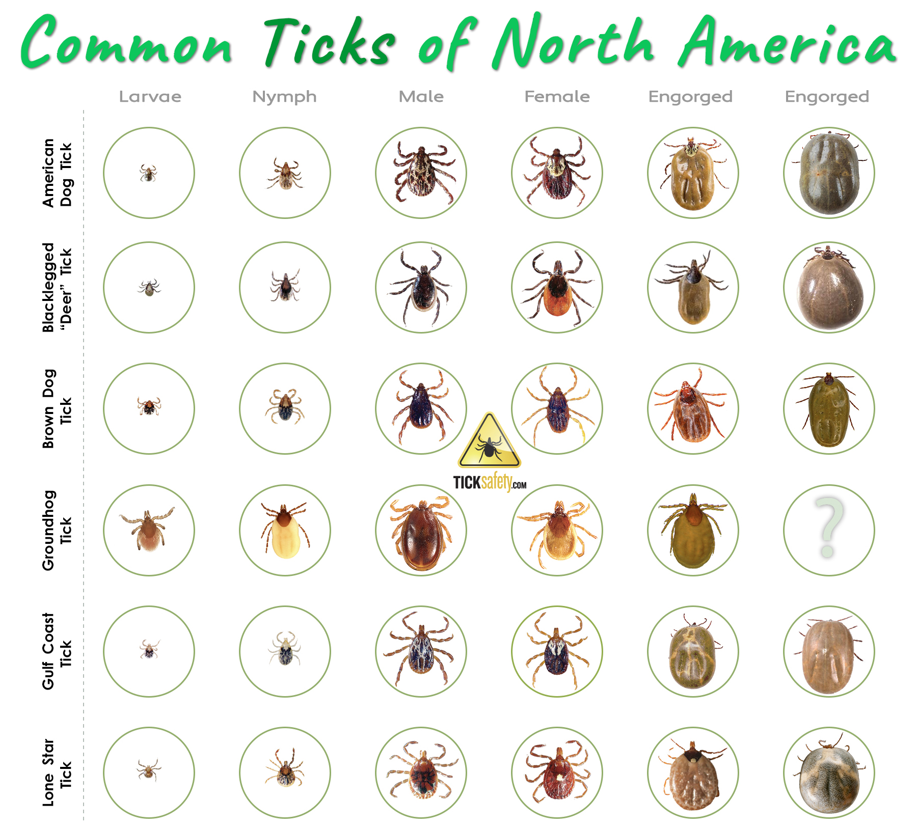 Tick Identification Made Easy Deer Lone Star Dog